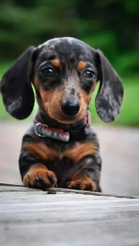 Dachshund Com Um Estilo Que Não Passa Batido