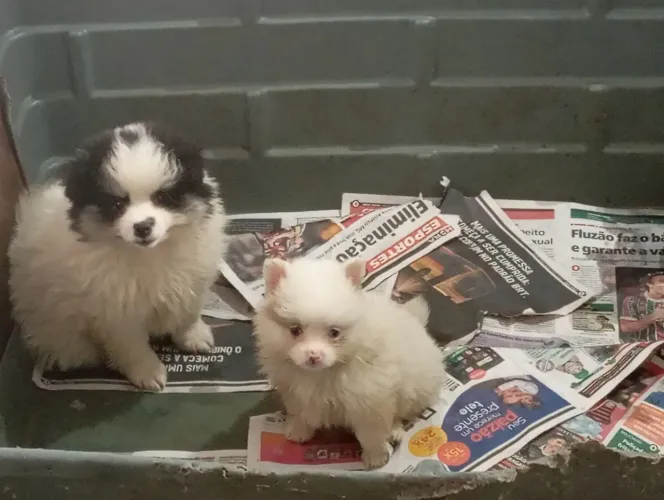 Porte pequeno spitz alemão menino e menina 