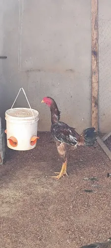 Frango Indio Gigante