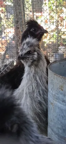 Frangos Sedosa (Galinha Sedosa japonesa) - Entrega Somente em Mãos