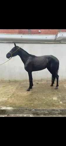Égua preta
