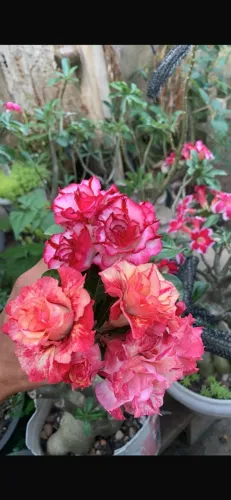 Rosas do deserto