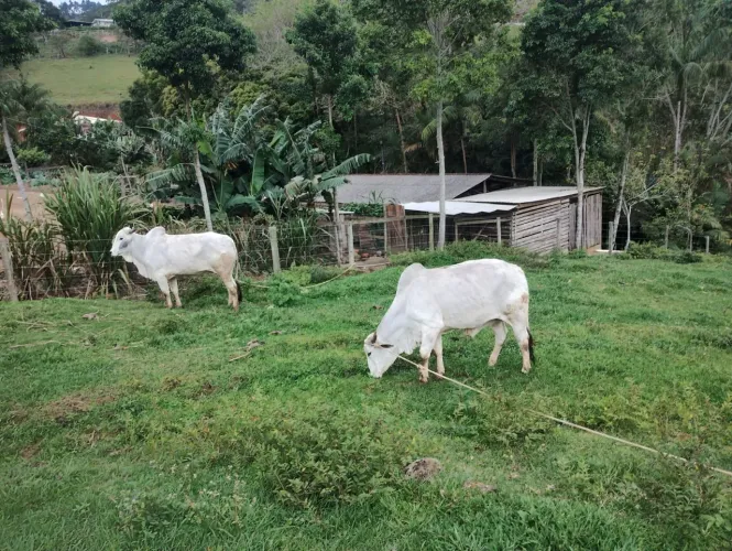 JUNTA DE BOI NELORE
