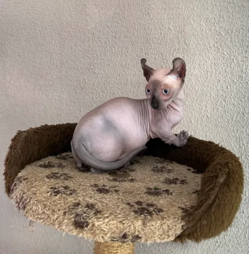 Filhote Sphynx Dwelf 