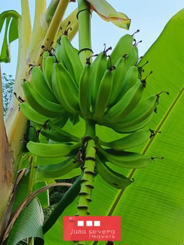 Chácara para Venda em Luziânia, 3 dormitórios, 1 suíte, 2 banheiros