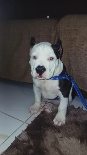 Pitbull com American bull