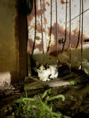 Gatos filhotes para adoção