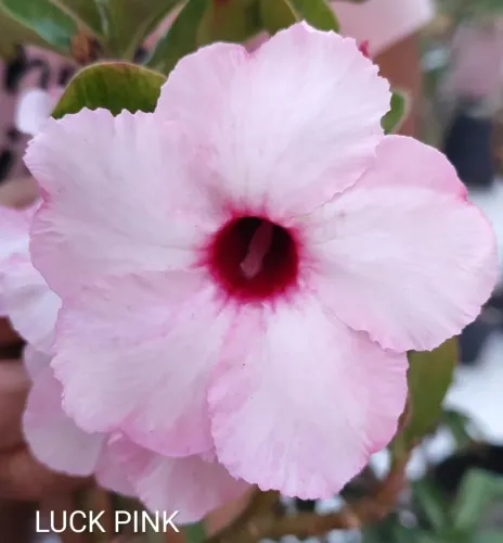 Combo :Rosa d d+substrato +adubo *envio 