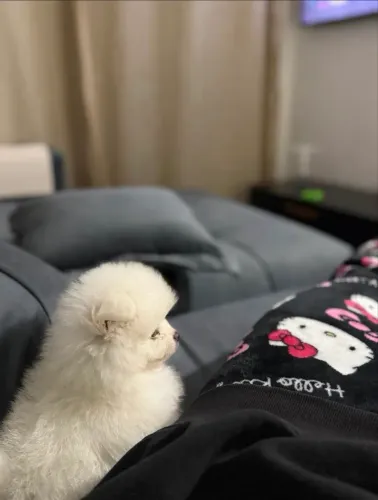 spits alemão anão 