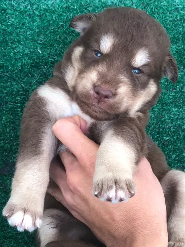 Husky macho Wooly