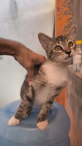 Gatinha fêmea 4 meses 