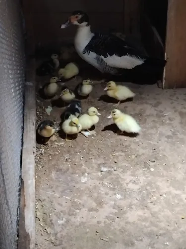 Vende se patinhos 20 reais cada 