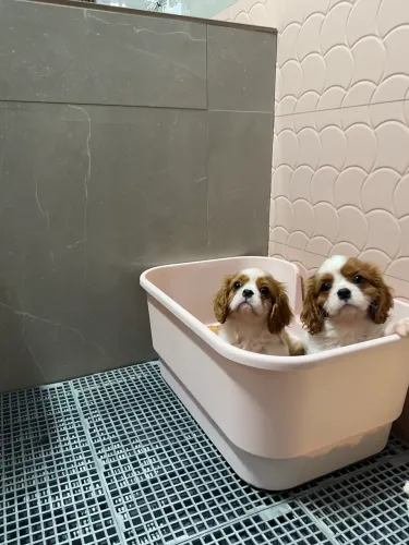 Cavalier King Charles Spaniel