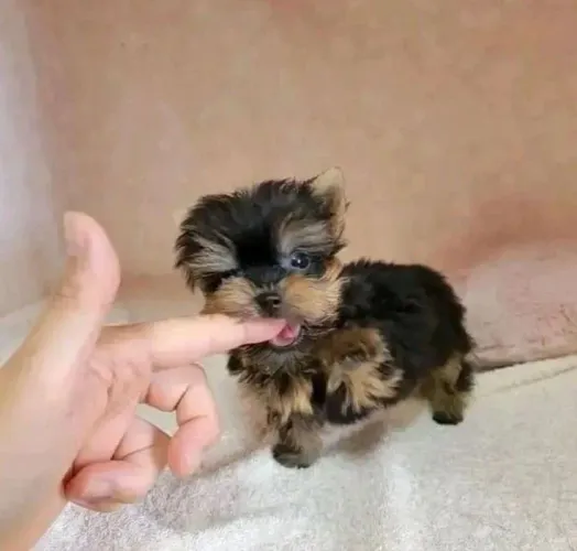 Yorkshire Terrier - Um Filhotinho Com Olhar Doce E Coração Gigante