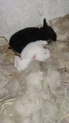 Filhotes de coelhos