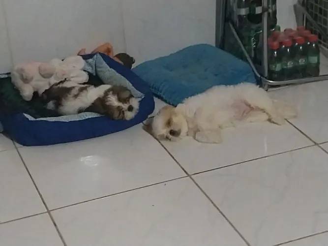 Filhotes Shih tzu lindos