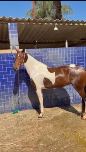 Égua pampa