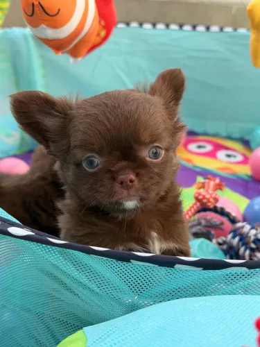 Chihuahua macho Pêlo longo chocolate com uma charmosíssima bota branca!