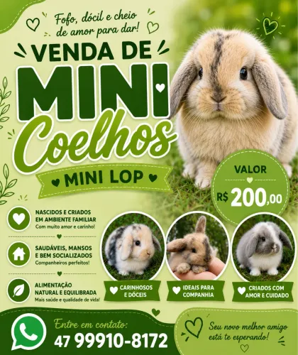 Mini coelhos Lop