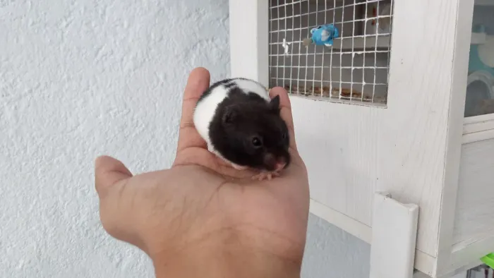 Hamster sírio 