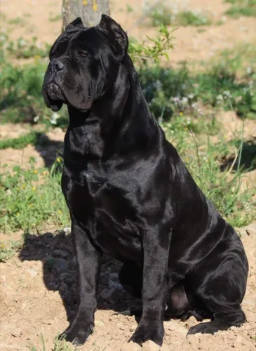 Filhotes de luxo ...de cane corso procedência 