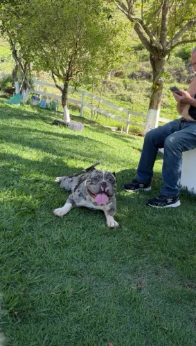 AMERICAN BULLY