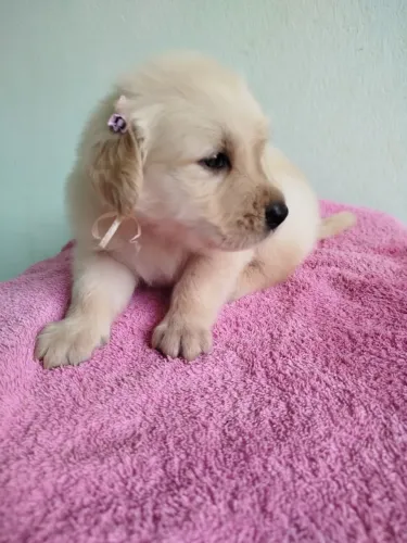 Vendo filhote de Golden Retrivier 
