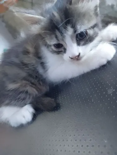 Doação gato