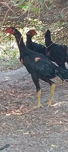 Frangotes de procedência
