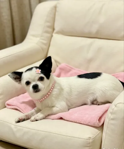 Chihuahua fêmea
