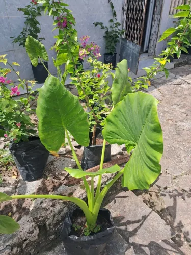Jardim
