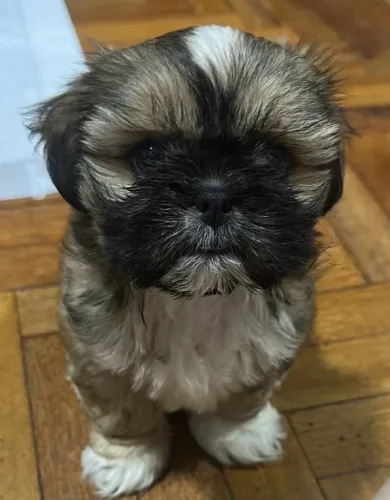 Vendo ShihTzu fêmea 