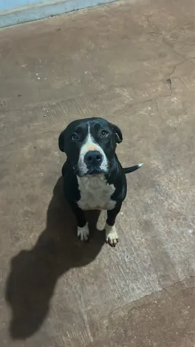 Doa-se pitbull femea