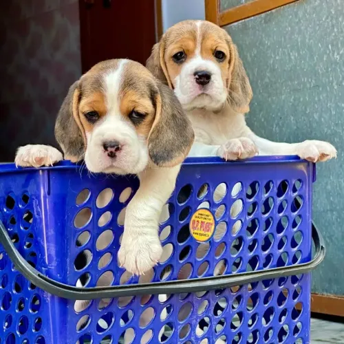 Precisam de bastante exercício diário para gastar sua energia.