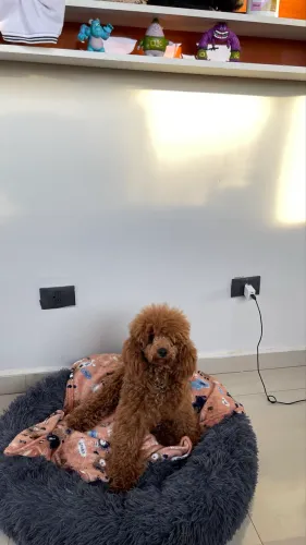 Poodle anao 8 mês 