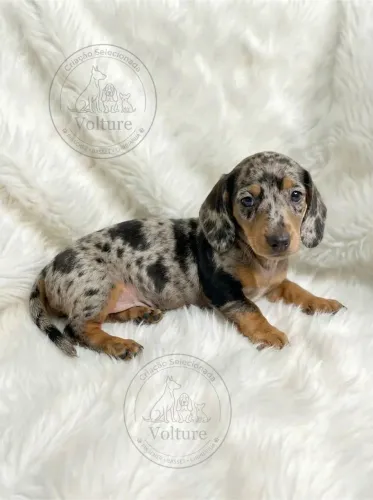 Basset teckel verdadeiros salsichinhas