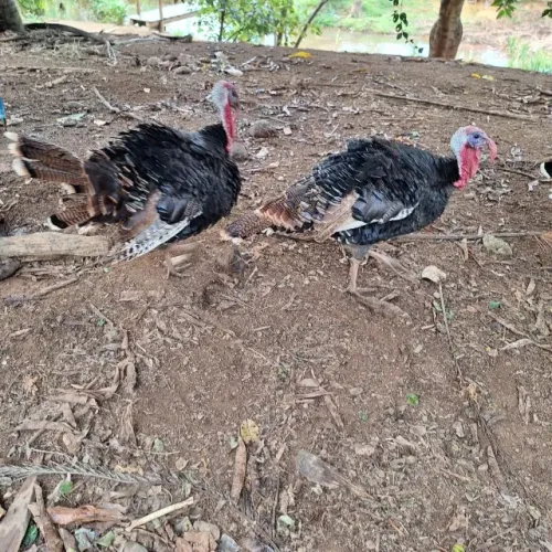 Peru macho