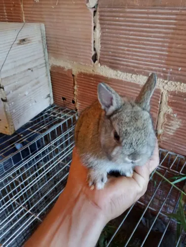  Coelho anão Netherland (mini coelho, o menor do mundo).