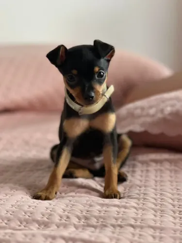 Filhote de Pincher tamanho 01 