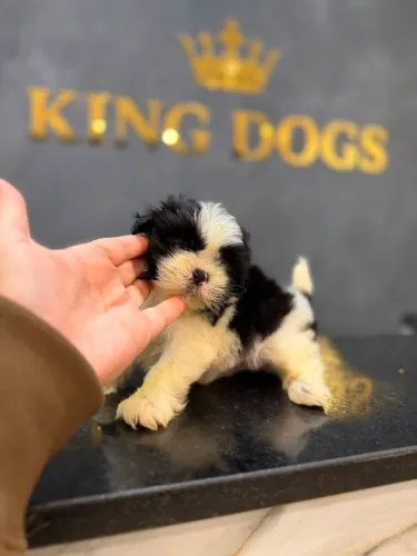 Filhote shih tzu, Seu novo companheiro te espera com o rabinho abanando!
