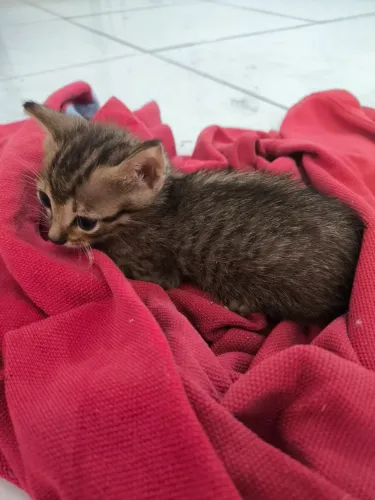 Doa-se Gato Rajado filhote