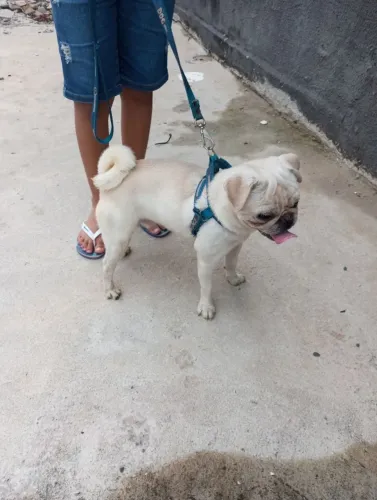 Pug macho branco pra cruza