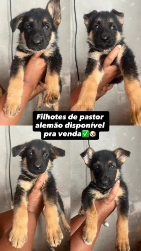 Filhotes de pastor alemão capa preta