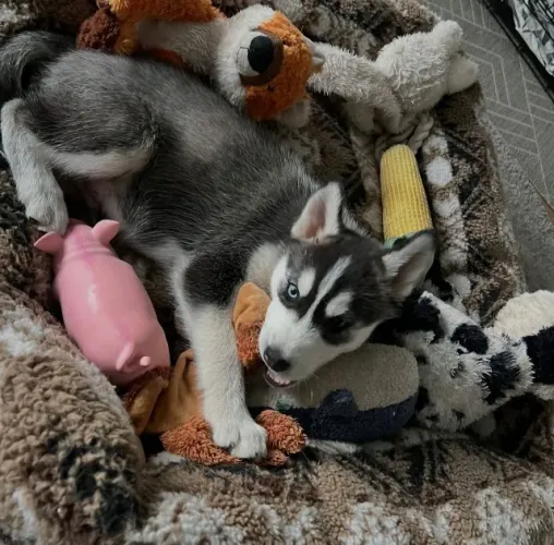 O Husky é mais que um pet, é um verdadeiro amigo.