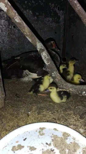 Patos filhote 