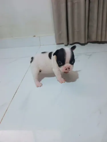 Bulldog francês
