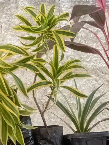 Mudas de areca, dracena etc