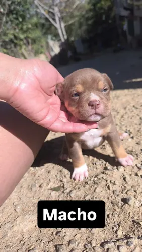 American Bully