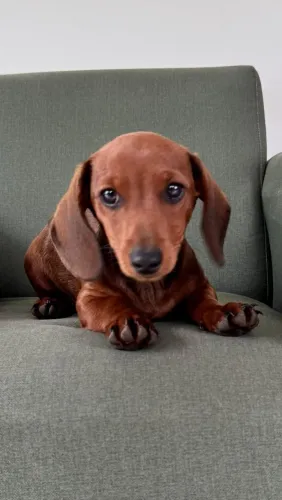 Ótimo presente pra dia dos e namorados. Dachshund, cofap, linguicinha, teckel, salsichinha
