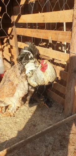 Galo brahma Dark, padrão excelente.